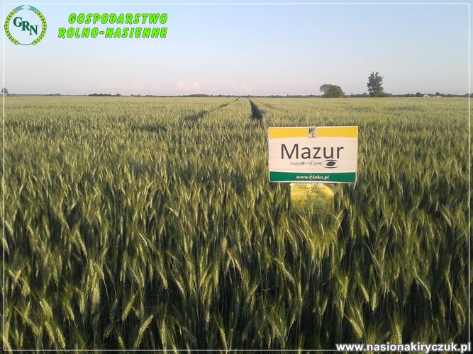 Mazur pszenzyto jare