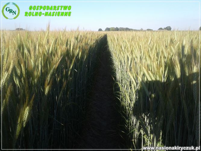 Orinoko pszenzyto oz