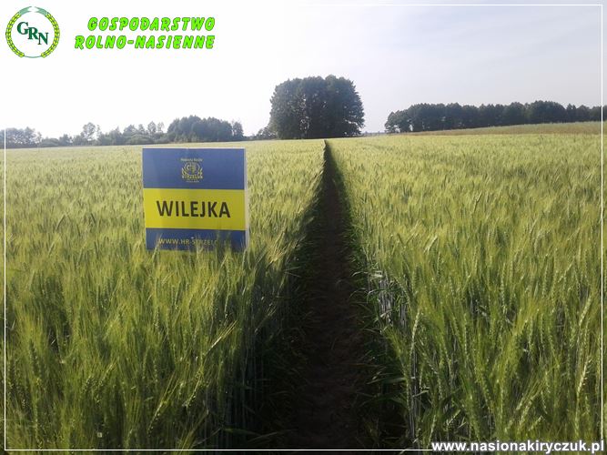 Wilejka pszenica oz