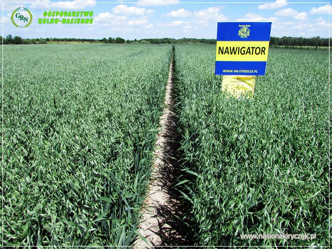 Owies NAWIGATOR